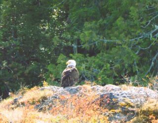 Spot een zeearend rond Tofino