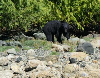 Beer zoekt eten bij Tofino