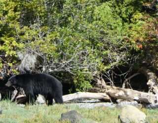 Beren spotten in Tofino