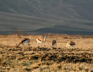 Springbokken begroeten je in Drakensbergen