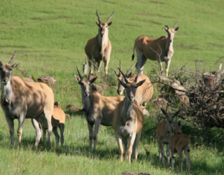 Antilopes begroeten je in Drakensbergen