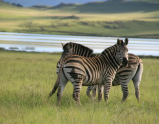 Zebra's aan de lodge in Drakensbergen
