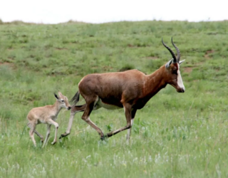 Antilopes aan de lodge in Drakensbergen