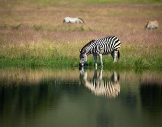 Zebra drinkt water aan de lodge in Drakensbergen
