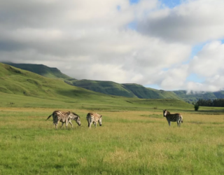 Zebra's bij de lodge in Drakensbergen