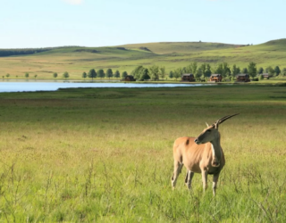 Antilope bij de lodge in Drakensbergen