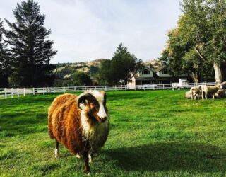 Schapen bij hotel Kamloops