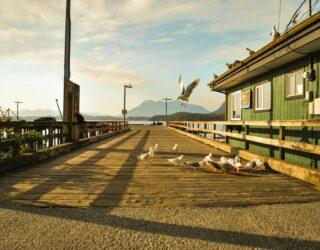 Meeuwen bij Tofino