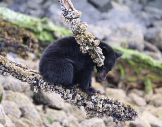 Beren in het wild rond Tofino