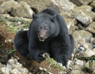 Op zoek naar beren in Tofino