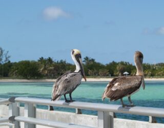 Pelikanen aan het strand Key West