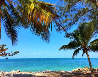 Strand en palmbomen bij Key West