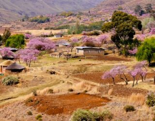 Lesotho in bloei