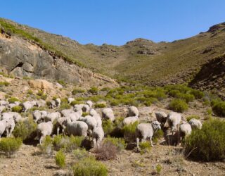 Schapen grazen in Lesotho