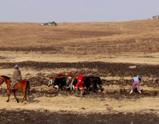 Landbouwers in Lesotho