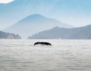 Walvissen bij Tofino