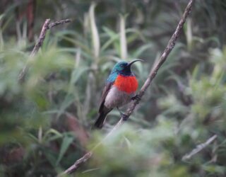 Kleurrijke vogel in Drakensbergen