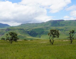 Drakensbergen in het groen