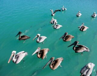 Pelikanen bij Key West
