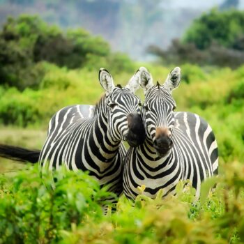 Zebra's in het groen