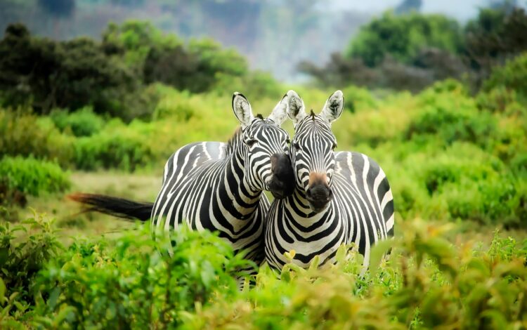 Zebra's in het groen