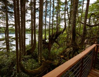 Uitzicht boomhutten Tofino