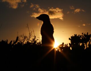 Meerkat bij zonsopgang in Zuid Afrika
