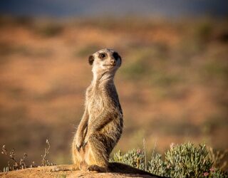 Meerkat in Zuid-Afrika