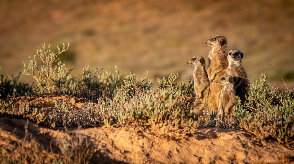 Zonsopgang bij de meerkatten - Zuid-Afrika - Kiddotravel