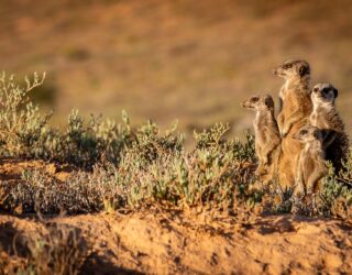 Spot meerkatten met kinderen in Zuid-Afrika