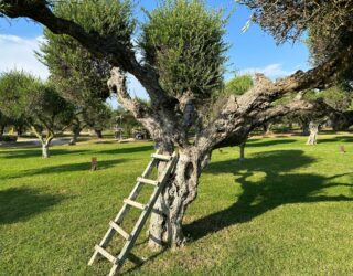 Klimmen in de oljifboom bij glamping in Griekenland