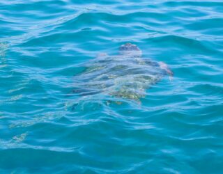Schildpad onder het water bij Zakynthos