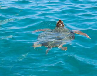 Schildpad in het water bij Zakynthos