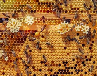 Honinggraat met bijen