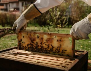 Imker bekijkt honinggraat met bijen