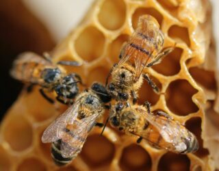 Bijen in honinggraat