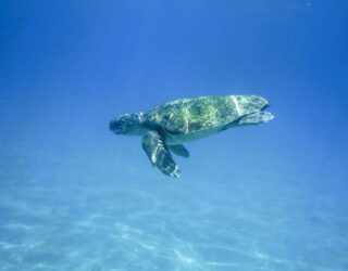 Schildpad zwemt onder water in Zakynthos