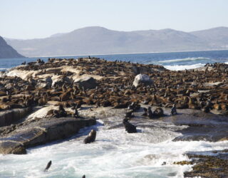 Ontmoet de zeehonden op Duiker eiland in Kaapstad