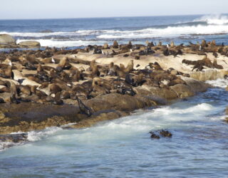 Zeehonden op Duiker eiland in Kaapstad