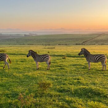 Zebra's in het wildreservaat langs de tuinroute