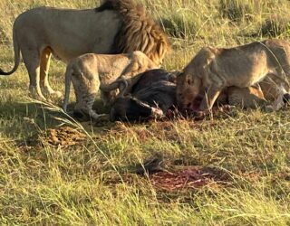 Leeuwen eten hun vangst in het wildreservaat