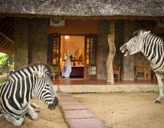 Zebra's aan hotel Blyde River Canyon