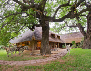 Zebra's bij hotel in Blyde River Canyon