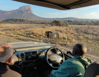 Spot leeuwen vanuit de jeep in wildreservaat