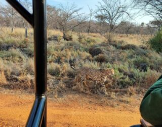 Spot jachtluipaard vanuit de jeep in wildreservaat