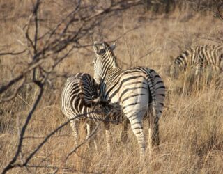 Zebra mama met kind in wildreservaat