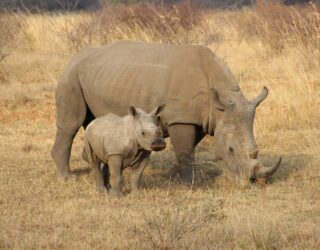 Neushoorn mama met kind in wildreservaat