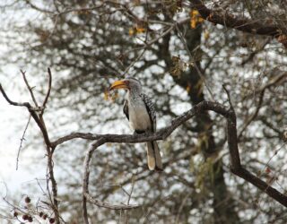 Vogel in wildreservaat