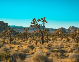 Unieke landschappen in Joshua Tree National Park