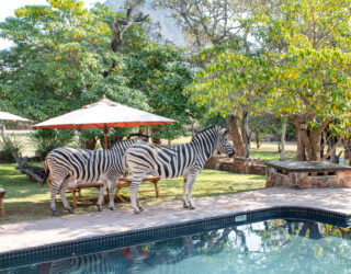 Zebra's bij zwembad hotel Blyde River Canyon